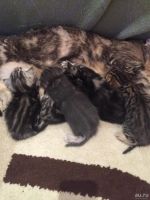 Лот: 8962942. Фото: 6. Котенок шотландский мраморная...