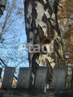Лот: 25295086. Фото: 19. 2-комн. дача , СНТ Ветеран-9 СНТ...