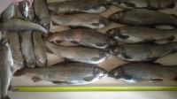 Лот: 6930855. Фото: 2. Хариус!!!. Продукты