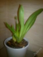 Лот: 763445. Фото: 2. Орхидея милтония. Комнатные растения и уход