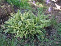 Лот: 13455896. Фото: 2. Хоста Стилетто. Семена, рассада, садовые растения