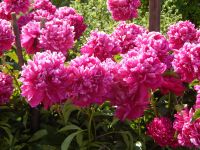 Лот: 4464023. Фото: 3. Пион бардовый. Корни. Для дачи, дома, огорода, бани, парка