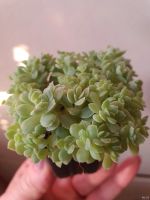 Лот: 18479964. Фото: 2. Эхеверия кустовая (суккулент). Комнатные растения и уход