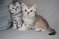 Лот: 7222473. Фото: 2. Прямоухий шотландец))). Животные и уход