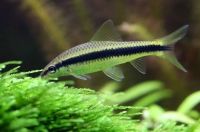 Лот: 17137365. Фото: 6. Водорослеед Сиамский САЕ главный...