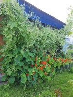 Лот: 25709356. Фото: 4. 2-комн. дача , садоводческое некоммерческое... Красноярск