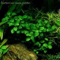 Лот: 9872392. Фото: 2. Анубиас карликовый Бартери Бонсай... Аквариумистика