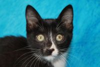 Лот: 10018596. Фото: 2. Отдам котят. Животные и уход