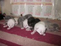 Лот: 3842842. Фото: 5. котята
