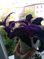 Лот: 12009909. Фото: 2. Гинура. Комнатные растения и уход
