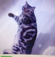 Лот: 5840339. Фото: 2. Шотландские котята, чисто-породистые... Животные и уход