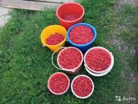 Лот: 7965301. Фото: 2. Продам Малину, цена договорная... Продукты