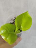 Лот: 21214713. Фото: 2. Тайский цветок. Комнатные растения и уход