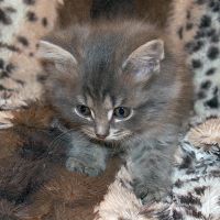 Лот: 11692237. Фото: 5. котёнок