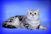 Лот: 3898198. Фото: 3. Супер британская кошечка с зелеными... Растения и животные