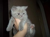Лот: 4949523. Фото: 6. Британские котята