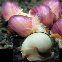 Лот: 25708822. Фото: 5. Ампулярии Розовые - улитки санитары...