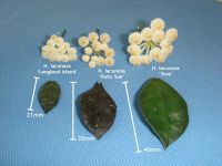 Лот: 9824048. Фото: 2. Хойя Лакуноза "Тов" (Hoya lacunosa... Комнатные растения и уход