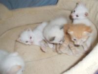 Лот: 2439579. Фото: 2. Белые Котята!!!. Животные и уход