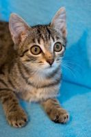 Лот: 9905202. Фото: 4. Котенок, девочка 2 мес. Красноярск