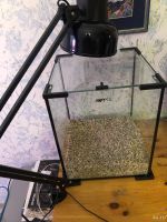 Лот: 13686604. Фото: 2. Аквариум креветочник Aquael Box... Аквариумистика