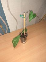 Лот: 9833978. Фото: 3. Хойя Hoya phuwuaensis (Hoya sp... Растения и животные