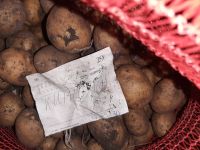 Лот: 20182415. Фото: 2. Среднеспелый картофель Кингсмен. Семена, рассада, садовые растения