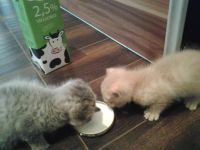 Лот: 6039751. Фото: 2. Котенок мальчик. мама- перс экзотик... Животные и уход