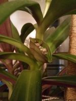 Лот: 11450706. Фото: 3. Цветущий комнатный цветок, высота... Растения и животные