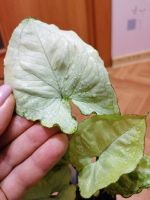 Лот: 17913332. Фото: 2. Сингониум Wait Baterfly (Tai). Комнатные растения и уход