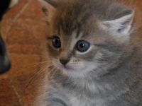 Лот: 3106773. Фото: 3. Изумительный котёнок. Растения и животные