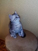 Лот: 9759163. Фото: 4. Остался прямоухий мальчик) Хороший... Красноярск