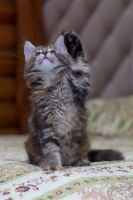 Лот: 11162301. Фото: 6. Котёнок мейн-кун. Родители чемпионы