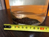 Лот: 25897549. Фото: 4. Сомики 2 шт. Красноярск