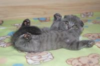 Лот: 4783254. Фото: 2. Шотландская вислоухая кошечка-куколка. Животные и уход