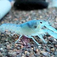 Лот: 11051776. Фото: 2. Голубой кубинский рак (Procambarus... Аквариумистика