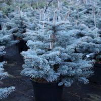 Лот: 9874201. Фото: 3. Голубая ель (Picea pungens). Для дачи, дома, огорода, бани, парка