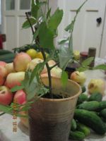 Лот: 5955141. Фото: 4. роза малиновая комнатная. Красноярск