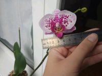 Лот: 11728935. Фото: 5. Орхидея фаленопсис