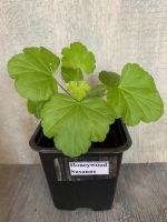 Лот: 11397212. Фото: 2. Пеларгония Honeywood Susanne. Комнатные растения и уход