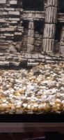 Лот: 15336920. Фото: 3. Аквариум 60л. с рыбами. Растения и животные