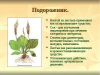 Лот: 15400150. Фото: 2. Подорожник большой. сорняк попутчик... Семена, рассада, садовые растения