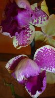 Лот: 6403870. Фото: 2. орхидея фаленопсис (пелоричная... Комнатные растения и уход