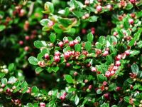 Лот: 7670033. Фото: 2. Саженцы Кизильник блестящий (Cotoneaster... Семена, рассада, садовые растения