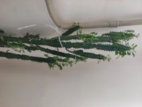 Лот: 16098031. Фото: 3. Продам гигантский мексиканский... Растения и животные