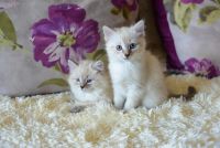 Лот: 9783375. Фото: 2. Невская маскарадная кошечка. Животные и уход