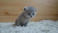 Лот: 7592142. Фото: 2. Шотландские котята. Животные и уход