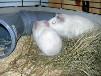 Лот: 2561665. Фото: 4. Морская свинка. Девочка. Красноярск