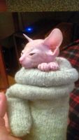 Лот: 10596758. Фото: 4. Котята Сфинкса. Красноярск