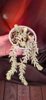 Лот: 23688406. Фото: 4. Суккулент Sedum Morganianum (Седум... Красноярск